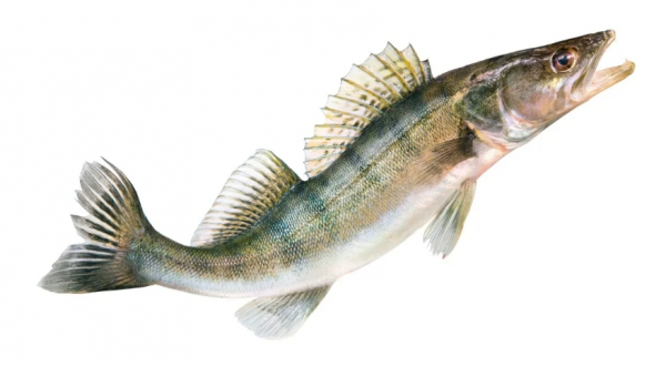 Импорт рыбы из Китая в РФ вырос на 12% за 10 месяцев, достигнув 79 тыс. тонн