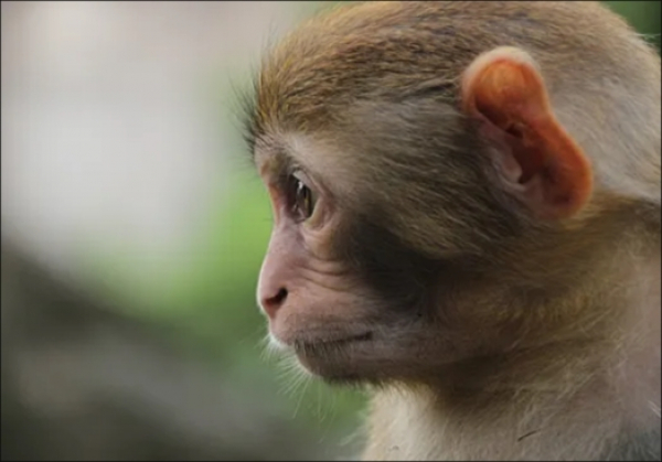 В Роспотребнадзоре рассказали, насколько опасна оспа обезьян в России